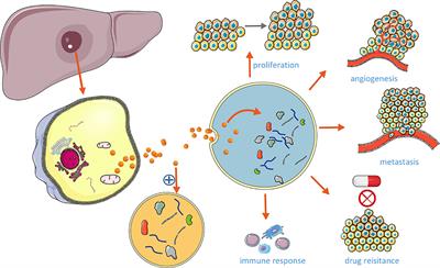 Exosomes in Pathogenesis, Diagnosis, and Treatment of Hepatocellular Carcinoma